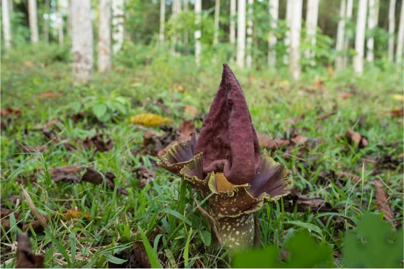 voodoo Plants